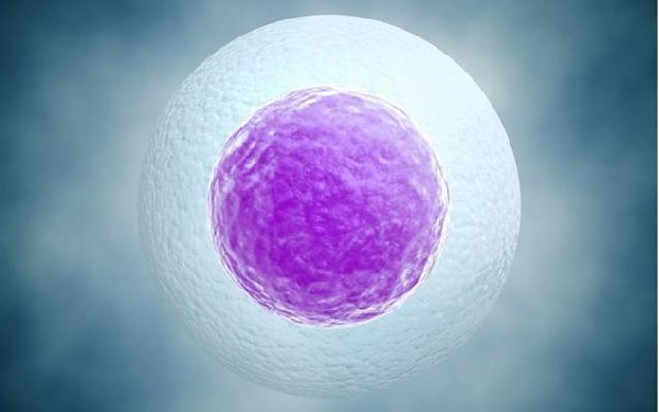 自然周期对卵泡有什么要求，移植前至少达到这个标准