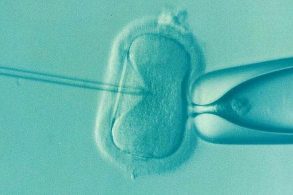 试管冻胚复苏养囊成功率解析，一般成功率在90%以上