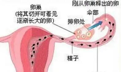 2024上海公立试管婴儿价格明细汇总